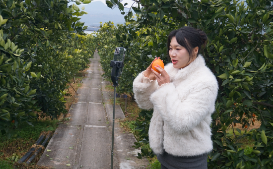 本土主播走进柑橘园内直播。