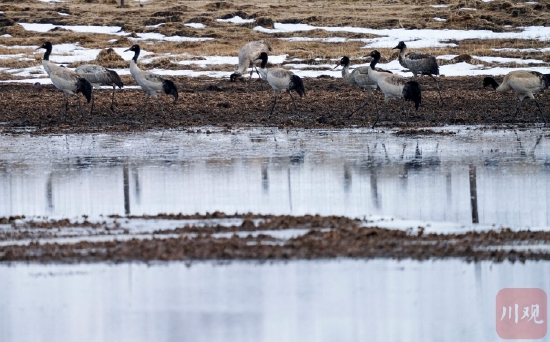 湿地“精灵”回家！黑颈鹤返迁回四川
