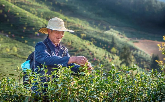 茶农喜摘白茶