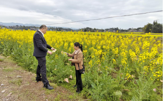 查看油菜生长情况