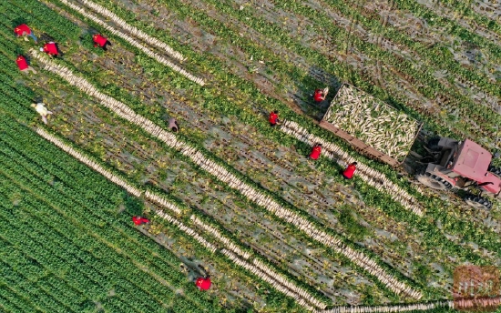 南充嘉陵：志愿服务“及时雨” 田间再现“志愿红”