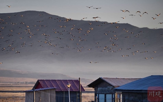 “越冬模式”開啟！候鳥天堂迎來國家一級保護動物黑頸鶴群