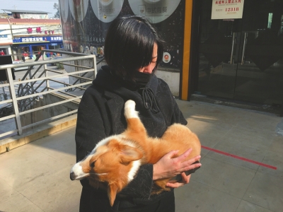 1月11日,小吴抱着死去的柯基犬“莱恩”失声痛哭。