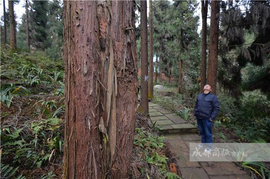 洪雅林场森保科负责人刘晓凤拿出一份《2017年赤腹松鼠尾巴登记表》,仅八面山管护区,到11月底已收购了6213条松鼠尾巴。林场共11个管护区,近几年每年能收到约2万条尾巴。 收购赤腹松鼠尾巴,是洪雅林场的不得已之举。自从1999年开始,赤腹松鼠鼠害在洪雅县林区突然严重起来,一场人鼠战也随之开始。洪雅国有林场鼓励林区居民灭鼠,以一条尾巴作为消灭一只松鼠的物证,补贴4元钱。洪雅县林业局、四川大学生命科学院都在洪雅县林区防治鼠害上想办法、做实验。控制赤腹松鼠还带来了一个副产品:松鼠肉,洪雅林场山下