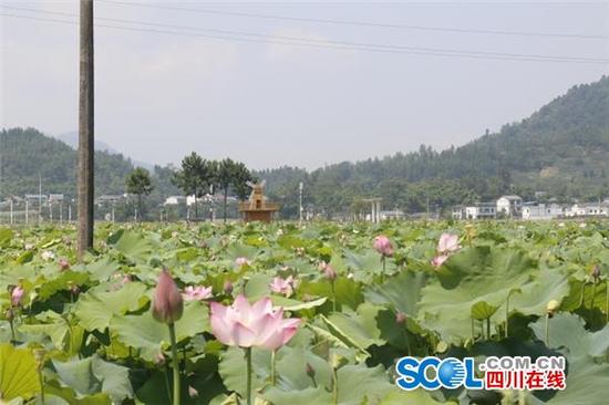 2017年7月11日，开江县莲花世界盛开的荷花(徐荣莉 摄)