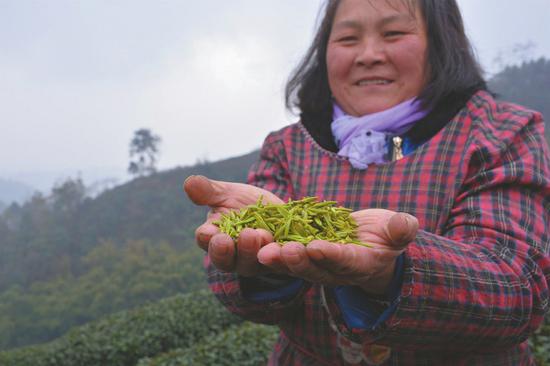 杨琴香说,她一天能采8斤鲜叶,每斤能卖80元。