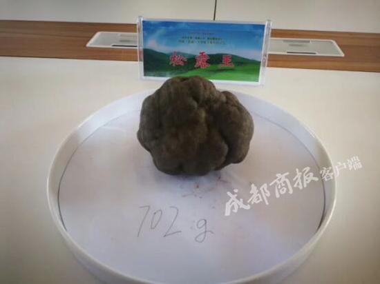 ▲这块松露被选为“松露王”