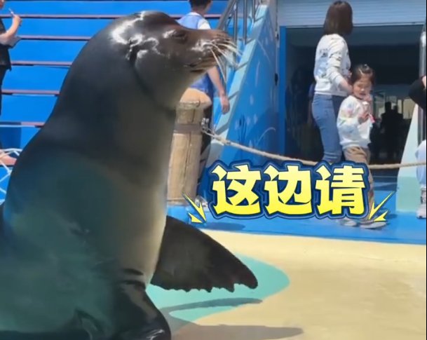  Sea lions warmly wave to welcome tourists into the museum
