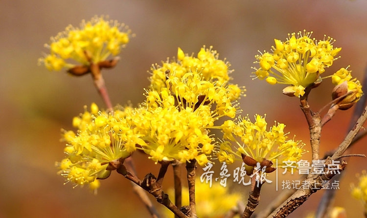 简谱遍插茱萸少一人_遍插茱萸少一人(2)