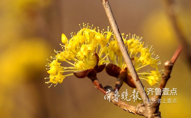 简谱遍插茱萸少一人_遍插茱萸少一人