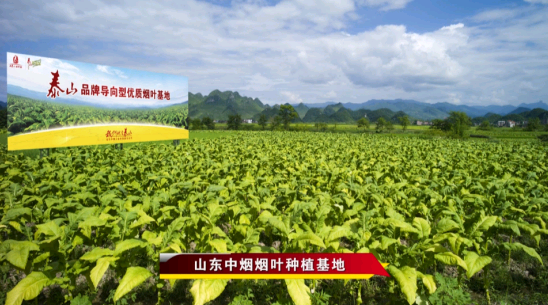 最好的烟丝是哪儿的 PXDJ-fypnsip7469332.png