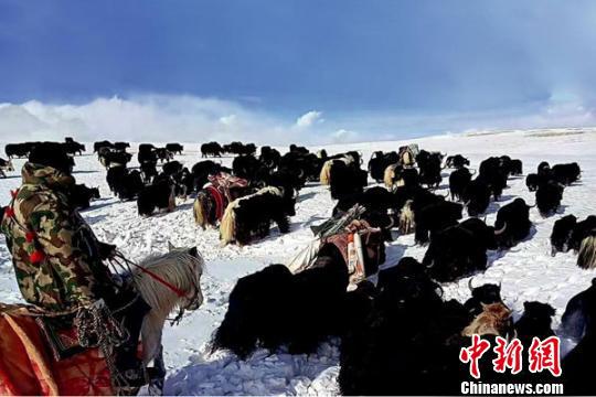 图为青海南部雪灾地区，牧民正在将自己的牛羊转场。（资料图） 钟欣 摄