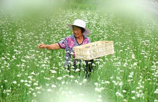 ↑7月18日，农民在山东省淄博市沂源县鲁村镇于家石沟村一农业园区采摘蔬菜。