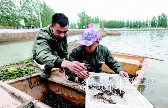 在鱼台县张黄镇梁岗村,养殖户宋艳辉正在分拣捕捞起来的小龙虾。