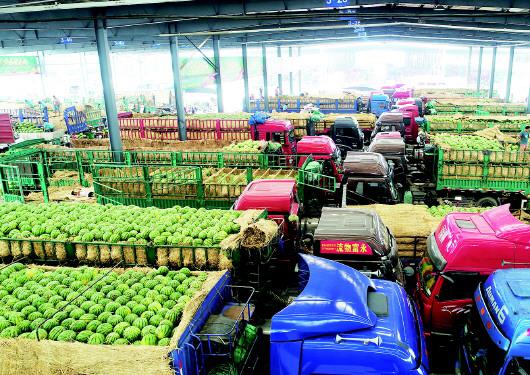 青岛东方鼎信国际农副产品交易中心1500吨东北瓜正在交易。