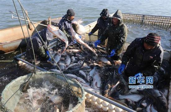 12月14日，渔民在山东省临沂市沂南县香山湖进行冬捕作业。