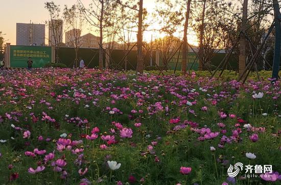 闪电新闻记者 穆广辉 实习记者 王钎旭 济南报道