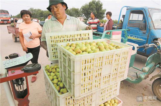 近日，客商在无棣县水湾镇前孟桥村收购婆枣。