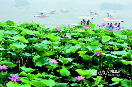 大明湖西北荷区原貌。朋星摄于2015年7月18日