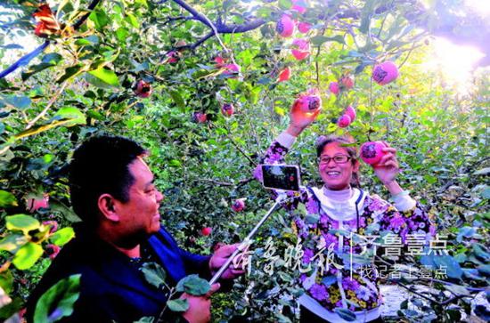 金秋十月,贾明三夫妇在自家果园里现场直播私人定制苹果的生长状况。