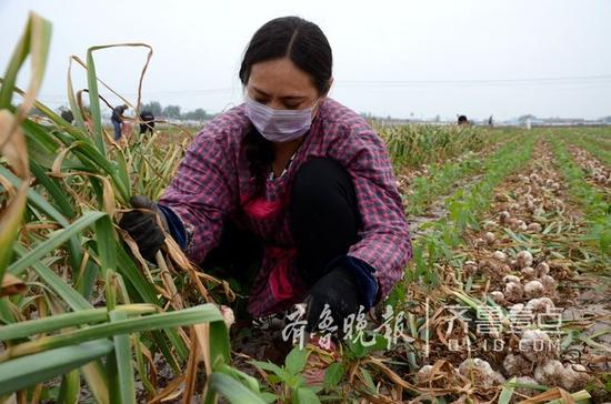 收蒜是個(gè)重體力活,一位蒜農(nóng)在剜蒜。