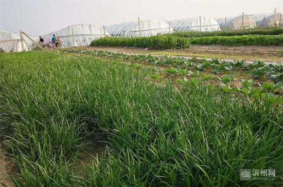 邹平县码头镇宇鑫生态农业科技基地绿色种植