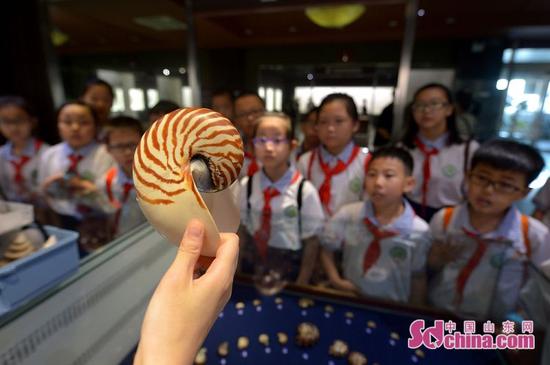 孩子們在青島貝殼博物館聆聽講解員講解鸚鵡螺標本。