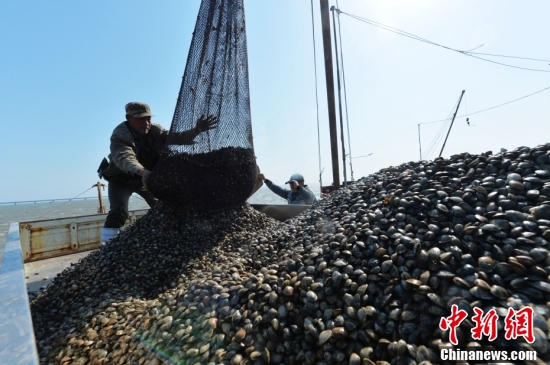 山东青岛“休渔期”养殖贝类捕捞忙 满足市场供应