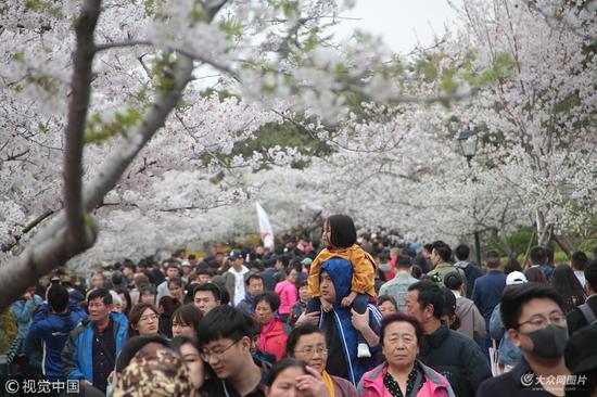 2018年4月14日,青岛中山公园樱花大道上的赏樱人群。