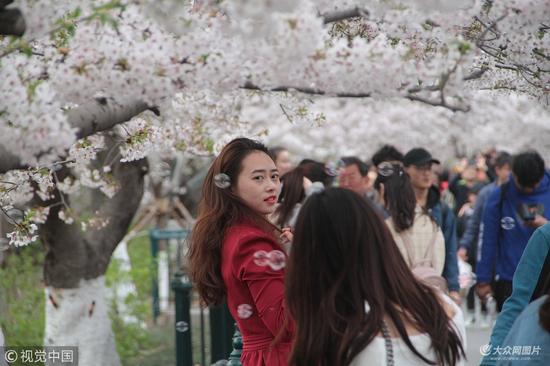 短短700米的樱花大道寸步难行,远远望去现场人山人海,甚是壮观。