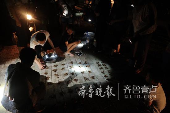 每晚九点后,地头上就有许多小客户收购金蝉。