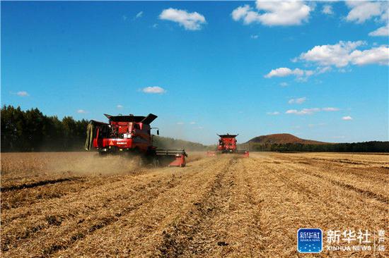 ↑9月27日，黑龙江垦区五大连池农场集中机械力量全力抢收大豆。