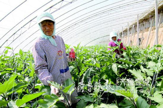 沂水县沙沟镇卞庄扶贫投资大棚内,茄子已经开花挂果,村民正在给茄子授粉。