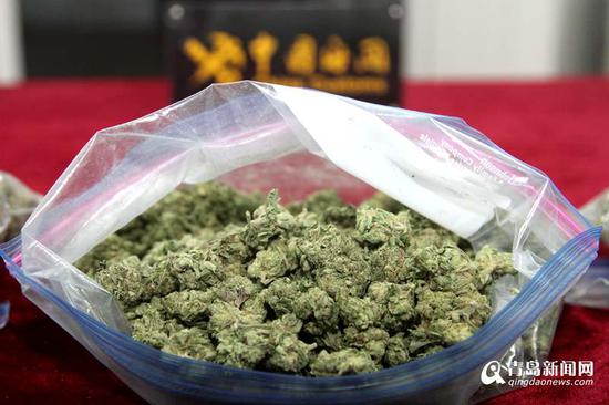 青島海關查獲的毒品大麻植物。