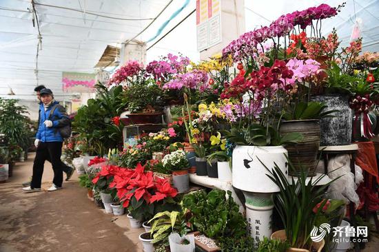 艳丽多彩的盆栽花卉已经“装”满花市，等待济南市民前来挑选采购。