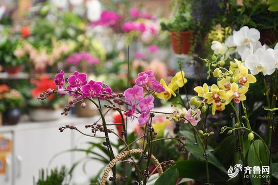 各种品种、各种颜色的蝴蝶兰依然是年宵花里最主导的花型。