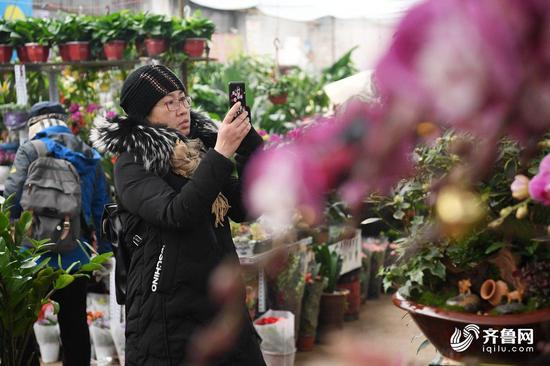 1月4日，距农历新年仅剩一个月，济南年宵花市场逐渐热闹起来。