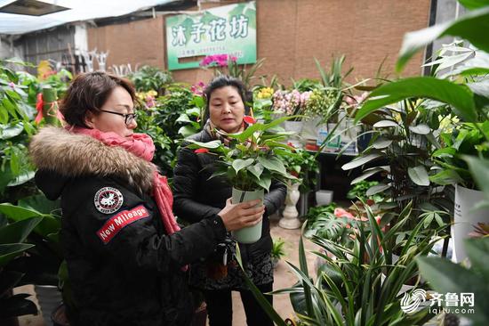 除了花卉,市民也喜歡挑選更有創意的花盆,擺在家里效果會更好。