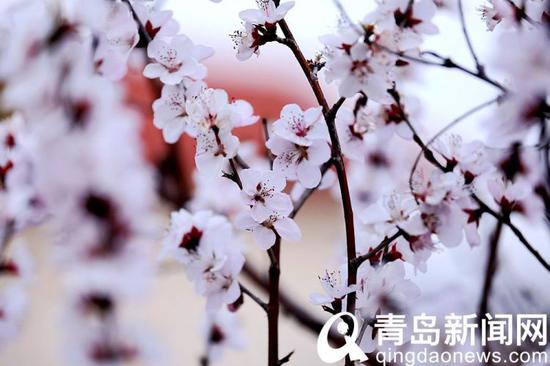 別具神韻,清逸優雅。