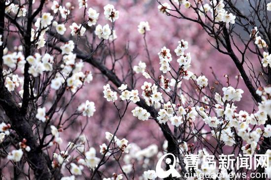 “遥知不是雪,为有暗香来。”