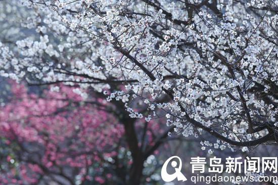 “昂首怒放花萬朵。”
