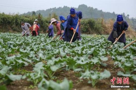 ↑资料图：春分时节农事忙。中新社记者 贺俊怡 摄