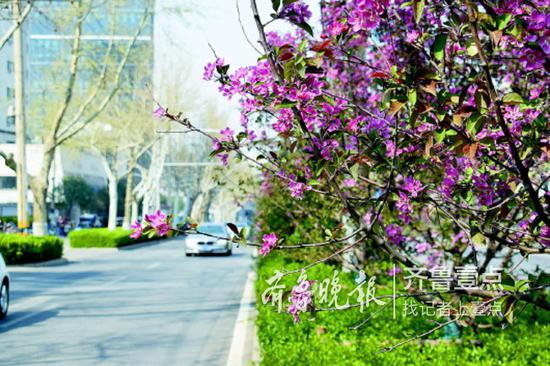 泉城网红路越来越多