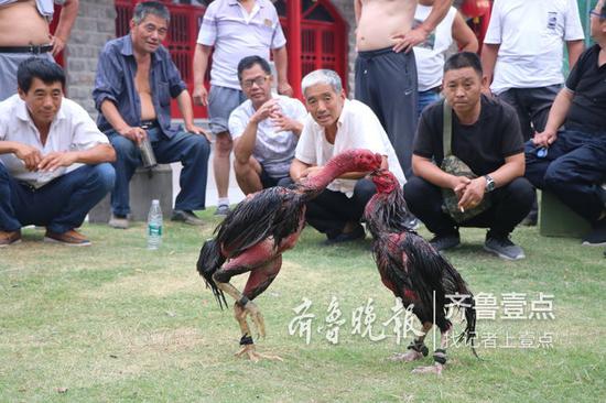 各項娛樂活動齊開展,牡丹園成消夏好去處