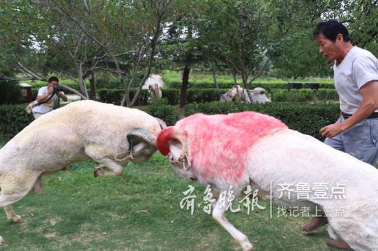 牡丹元素融入藝術節,不是花季也可賞花