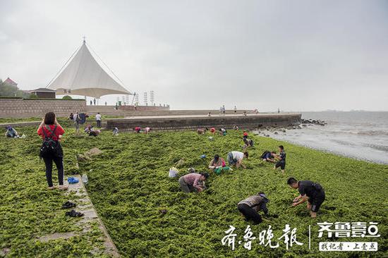 海涼粉如瓊脂一般,是煙臺人餐桌上不可或缺的一道傳統美食。