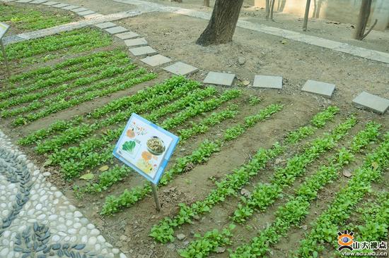 各班级孩子种植的小菜园