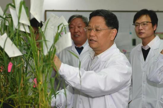 山东省现代农业产业技术体系小麦创新团队首席专家、“泰山学者”特聘教授、山东农业大学农学院院长孔令让