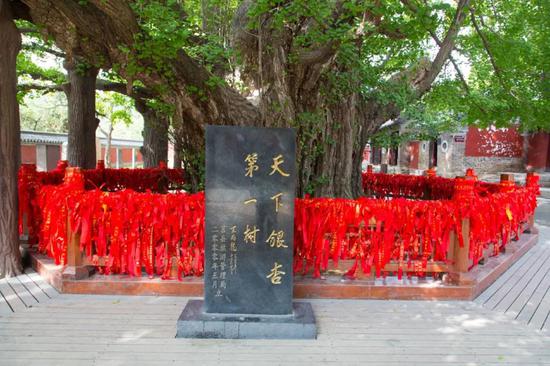 ▴ 浮来山景区的“天下银杏第一树”。图片来自网络