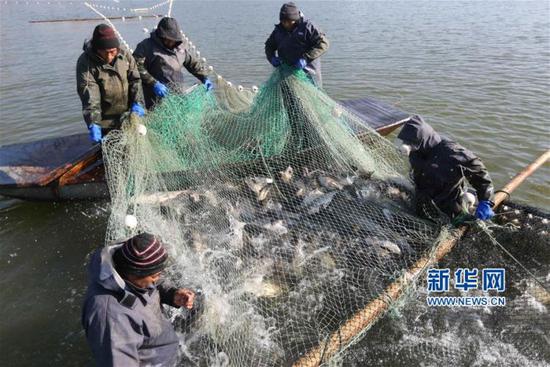 12月14日，渔民在山东省临沂市沂南县香山湖进行冬捕作业。